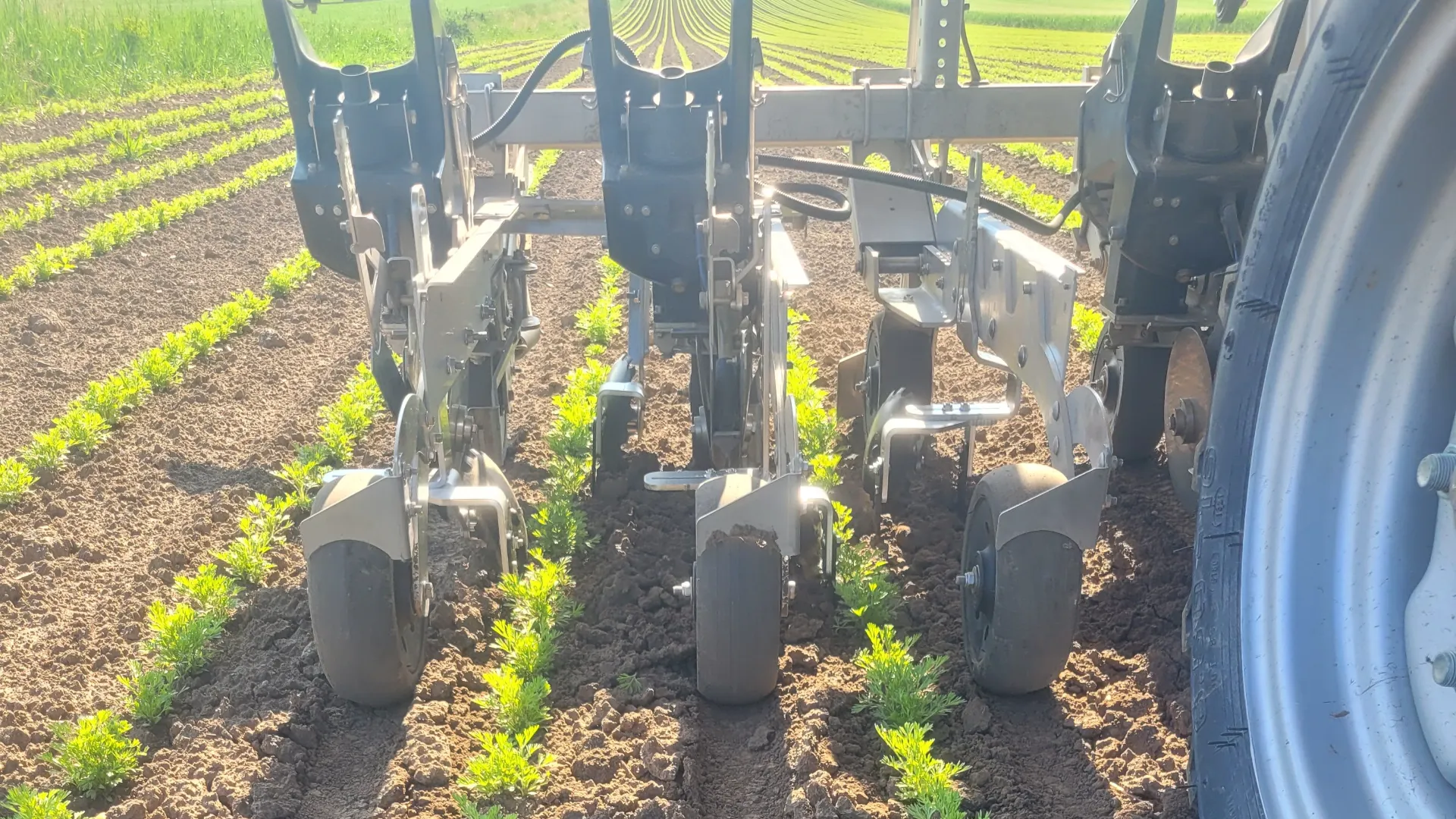 FarmDroid FD20 weeding in black cumin