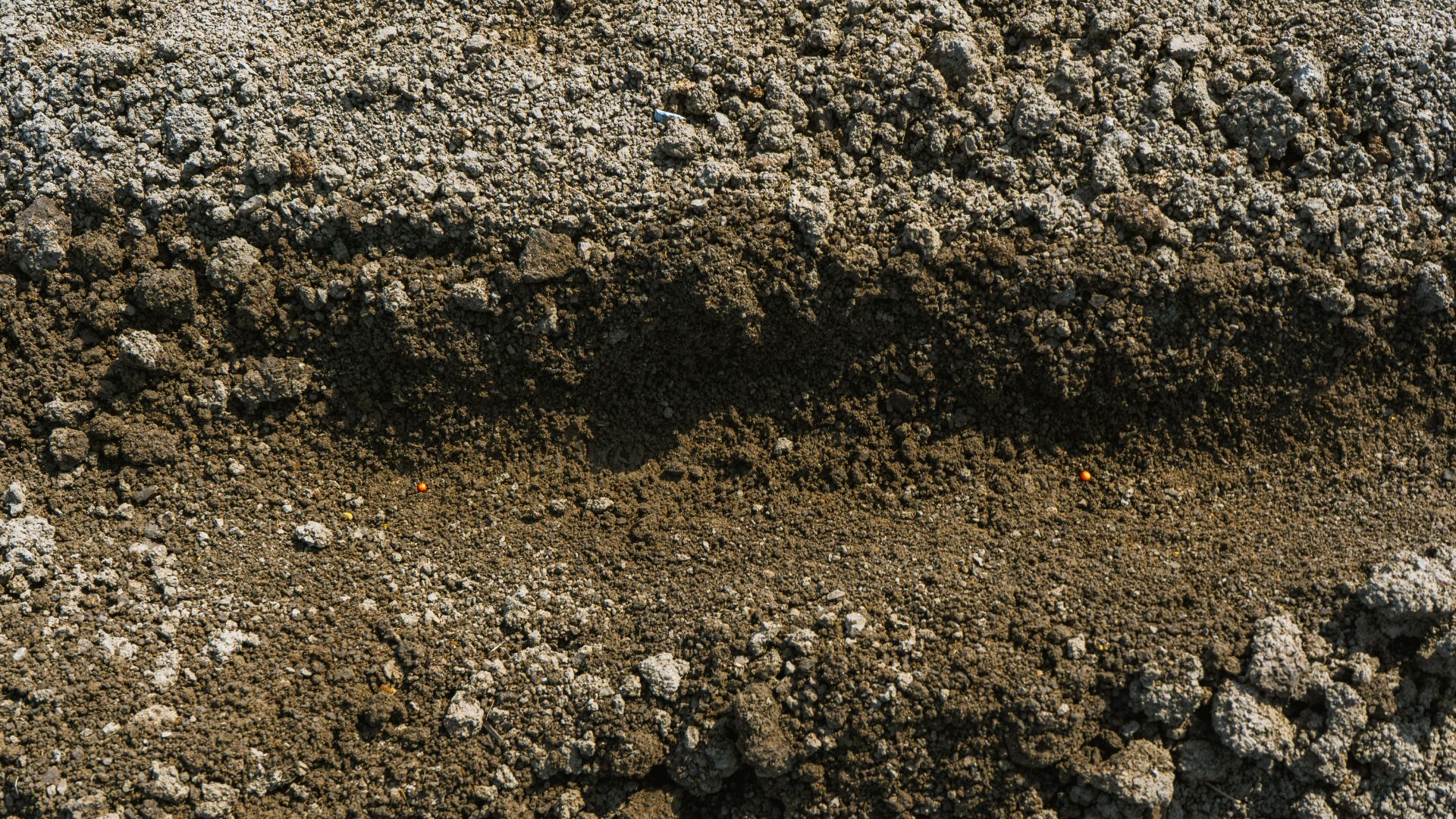 Seed in black soil seeded by FarmDroid automatic seeding and weeding robot