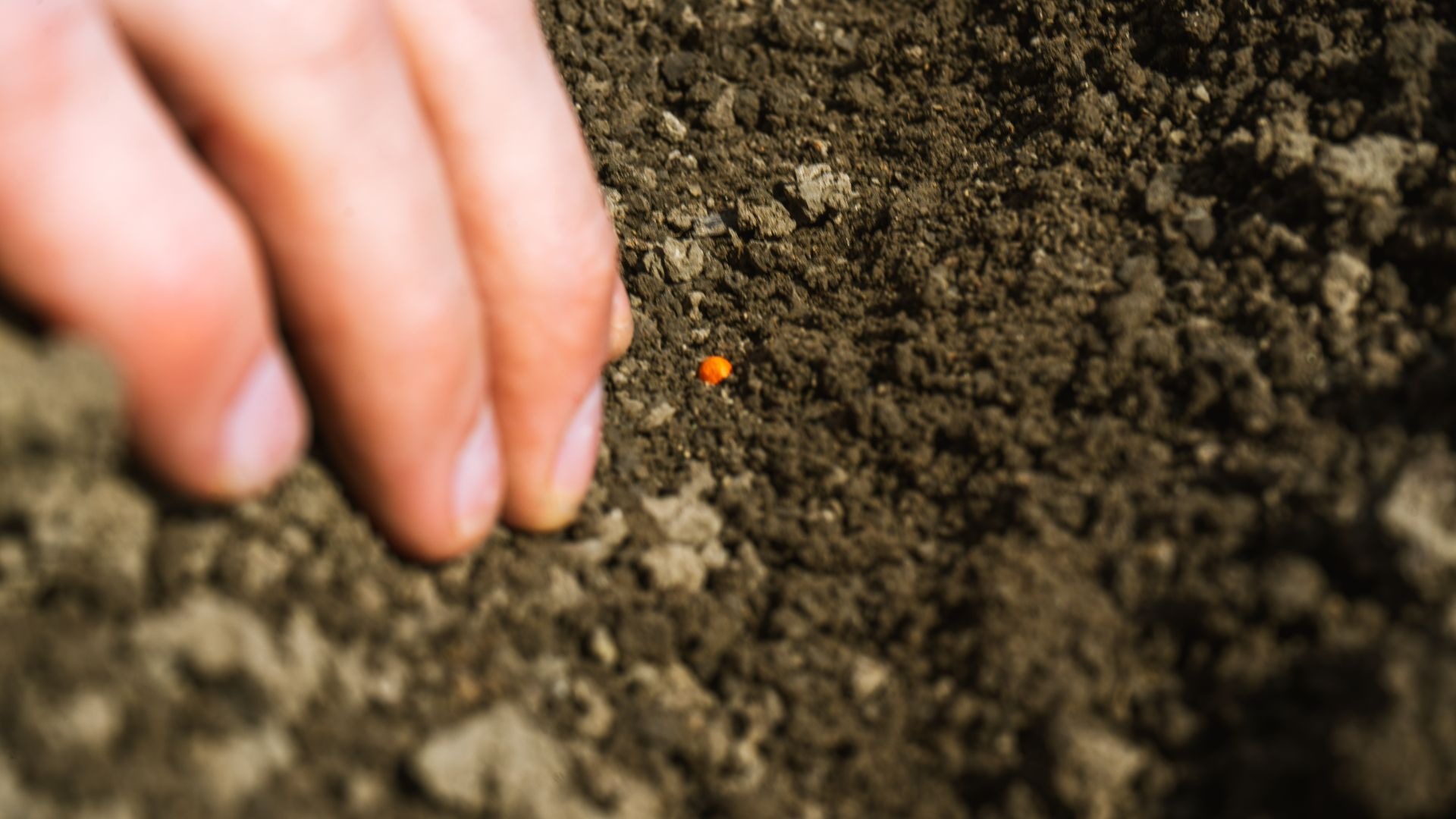 Finger pointing at orange seed in black soil