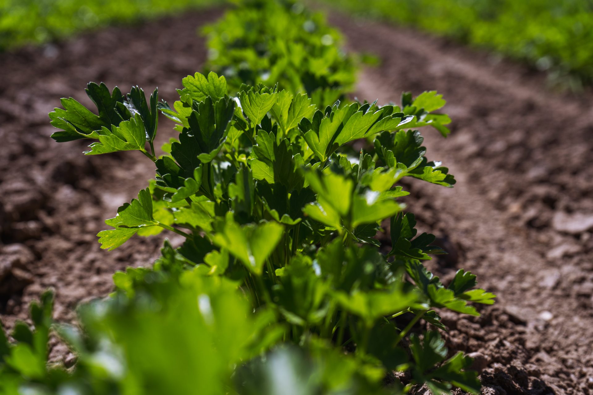 Closeup of parsley seeded and weeded with FarmDroid FD20