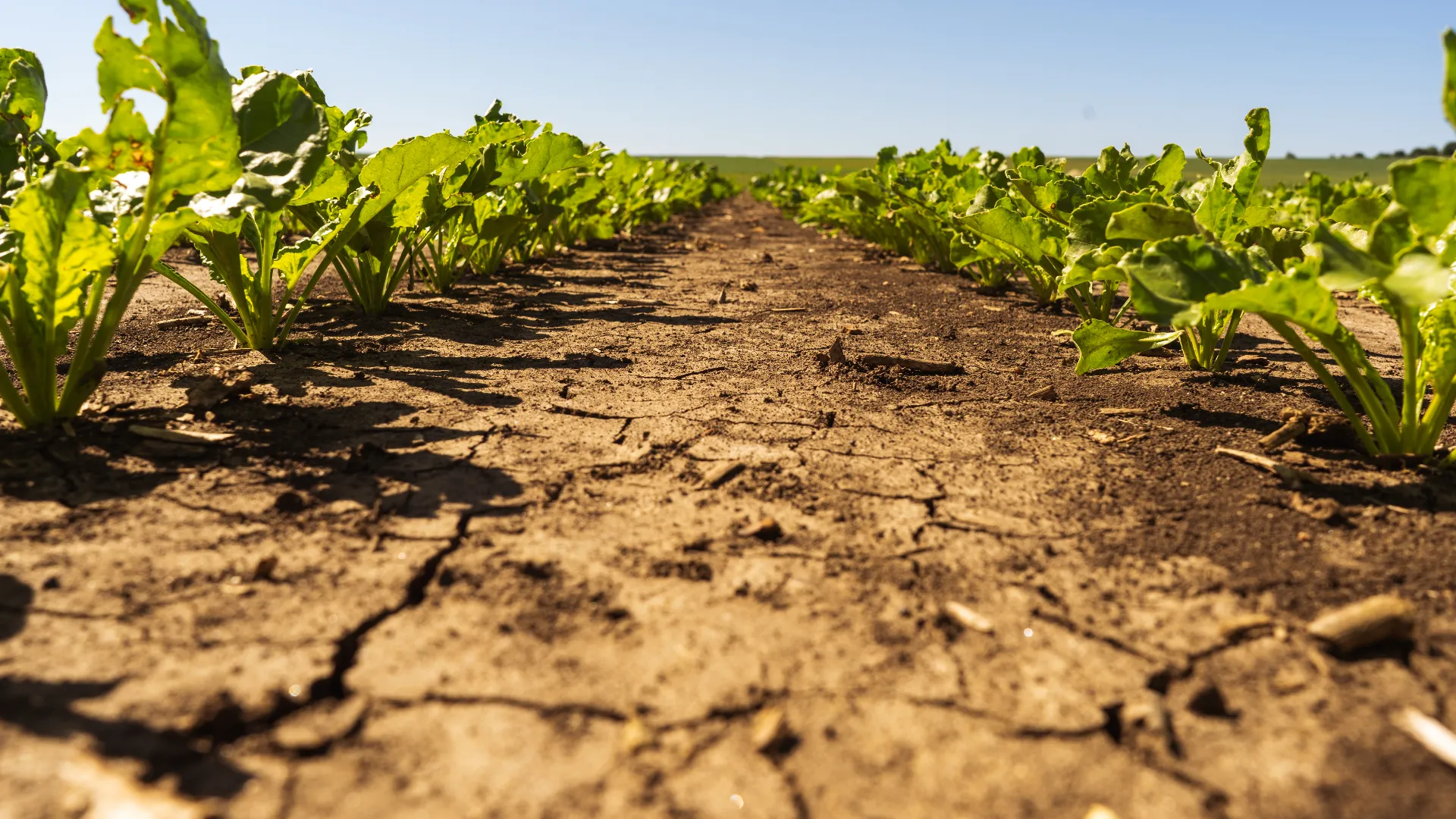 Hard crusted soil in a beet field