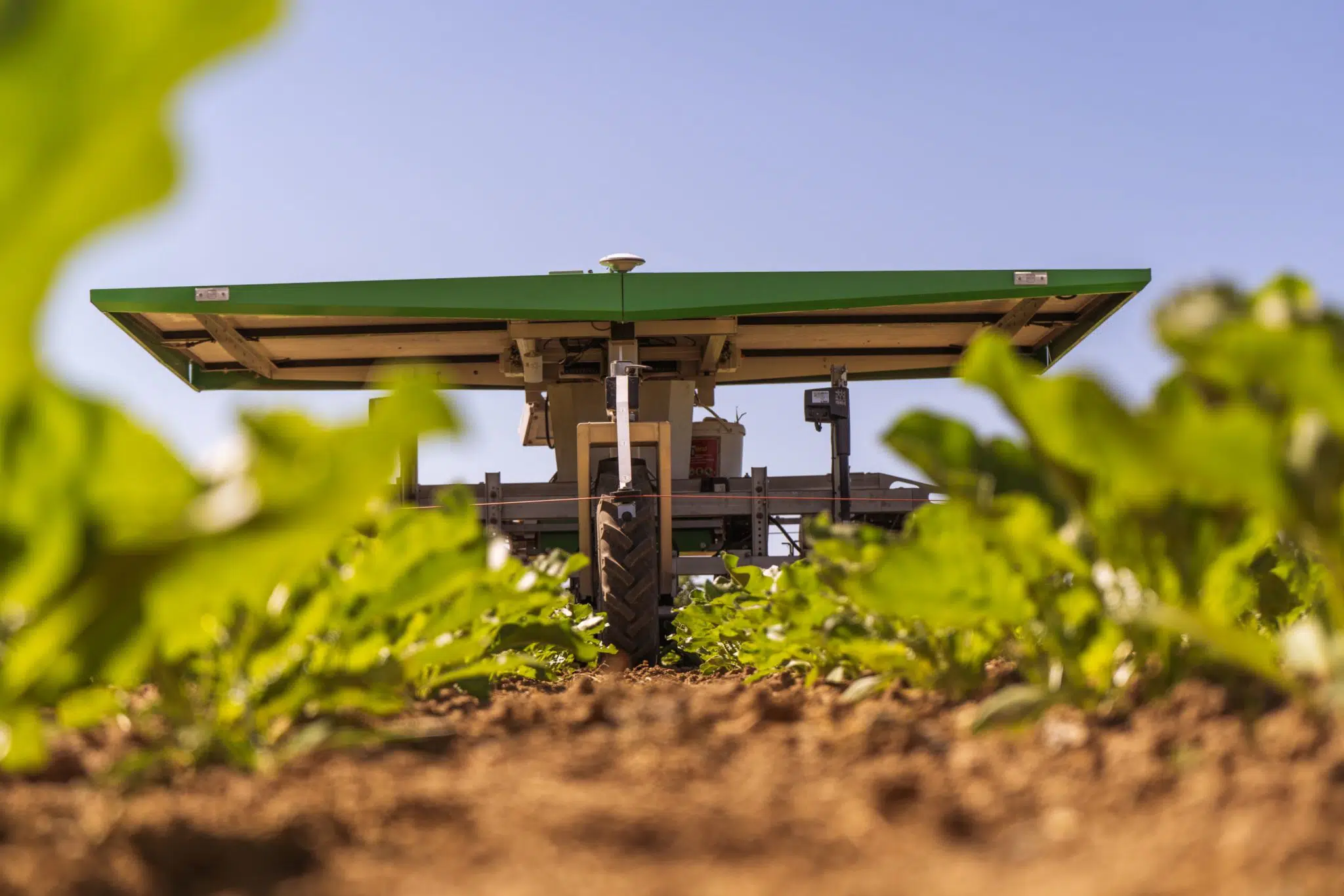 Farmdroid FD20 seeding and weeding robot in a sugar beet field in germany
