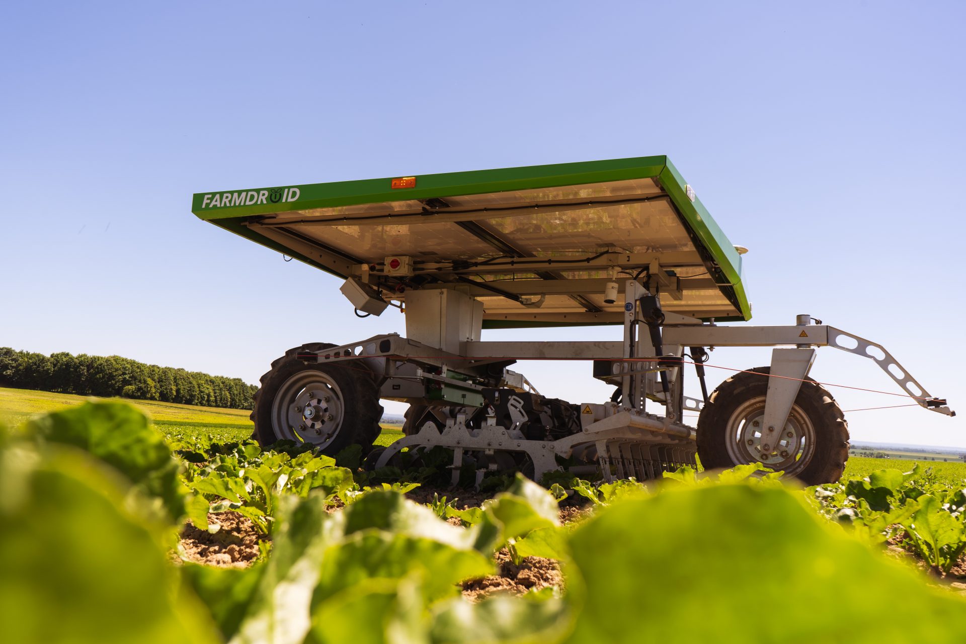 FarmDroid on sugar beet field seen from the side with sugar beet in the foreground and blue sky