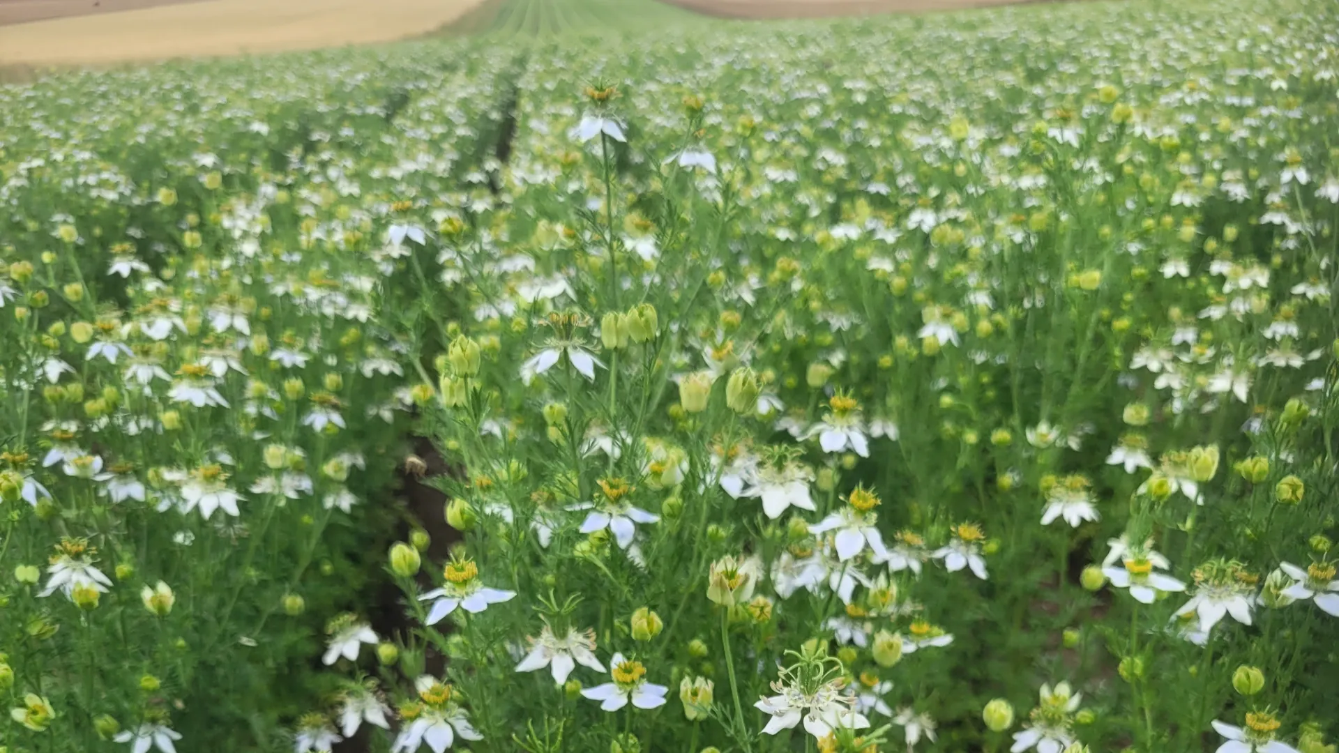 FarmDroid FD20 seeding and weeding in black cumin