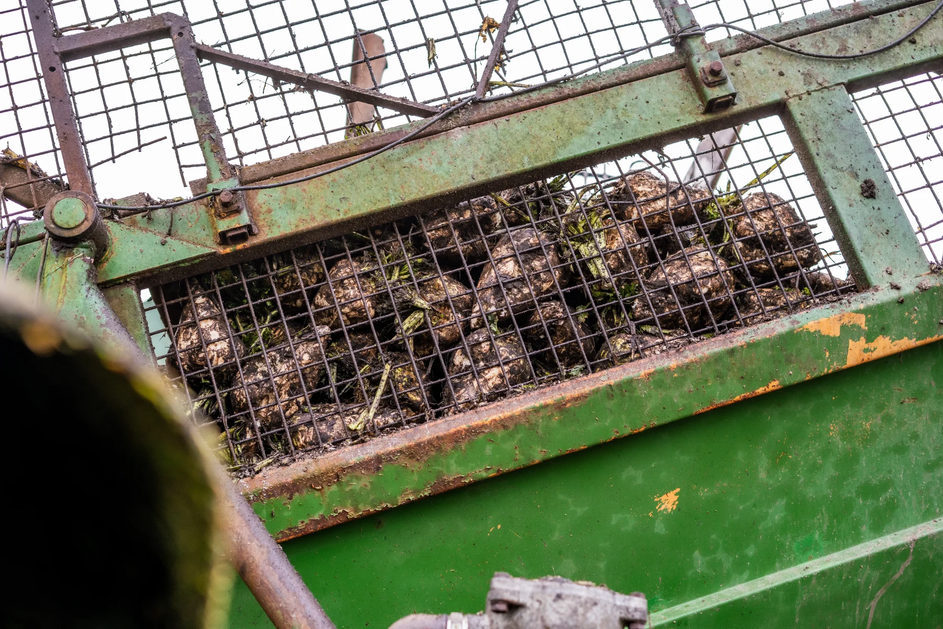 Sugar beet moving over the cleaning web of a beet harvester