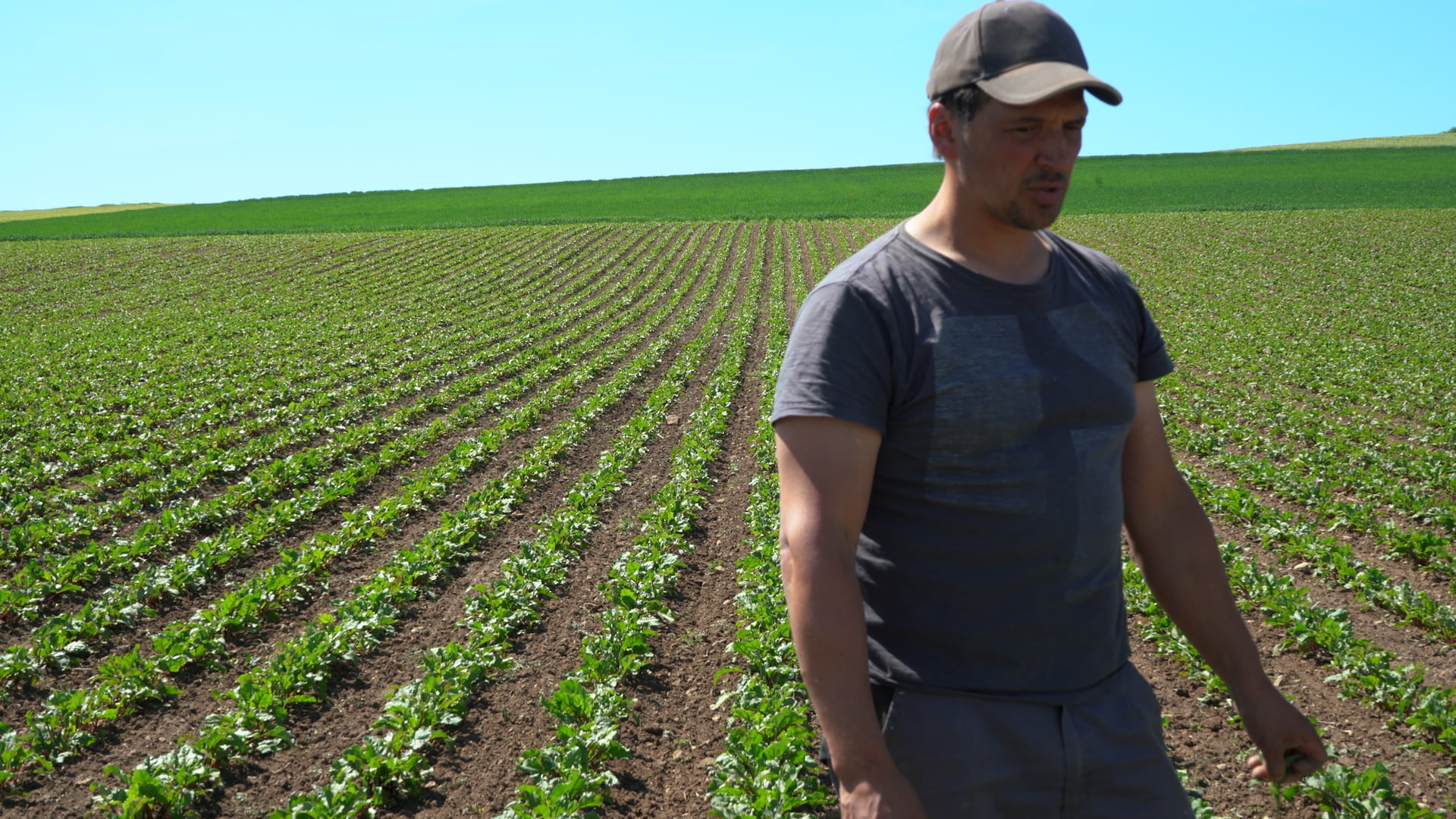 Ecological farmer standing in perfect beetroot field seeded by an automatic farming robot
