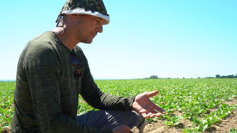 Anton Maier in ecological sugar beet field seeded and weeding by a robot