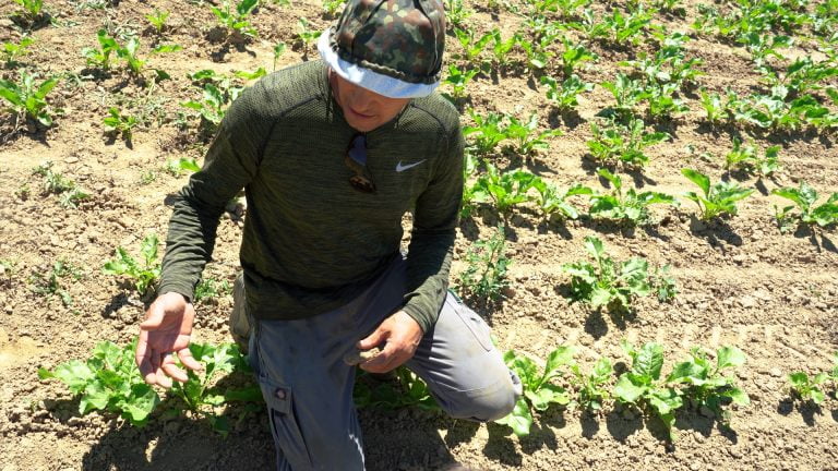 Anton Maier in ecological sugar beet field seeded and weeding by a robot