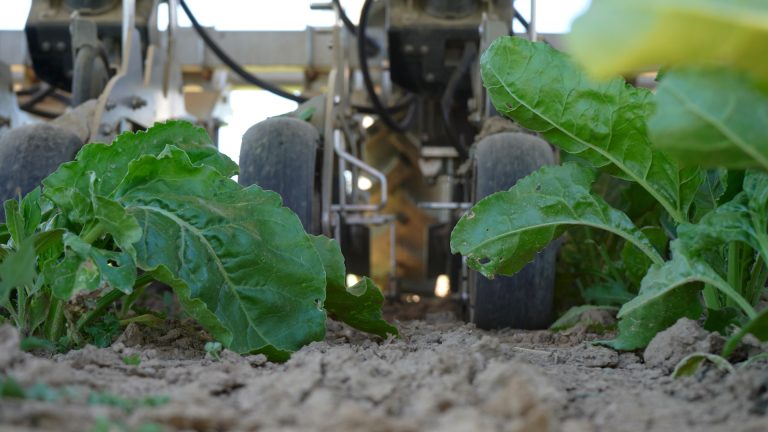 Closeup of automatic robot farmdroid fd20 removing weed in sugar beet