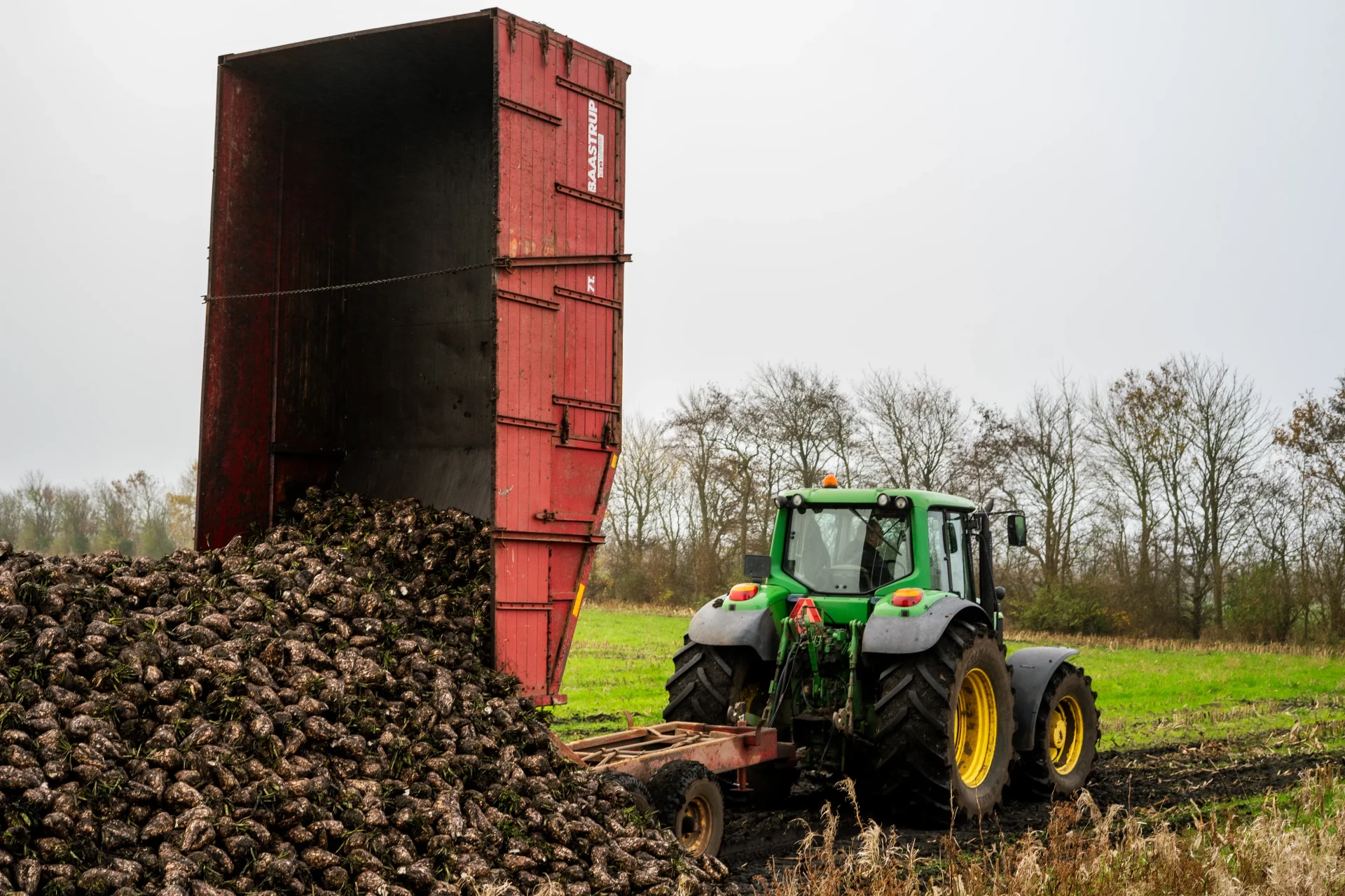 Trailer tipping a heap of clean sugar beet at the edge of the field