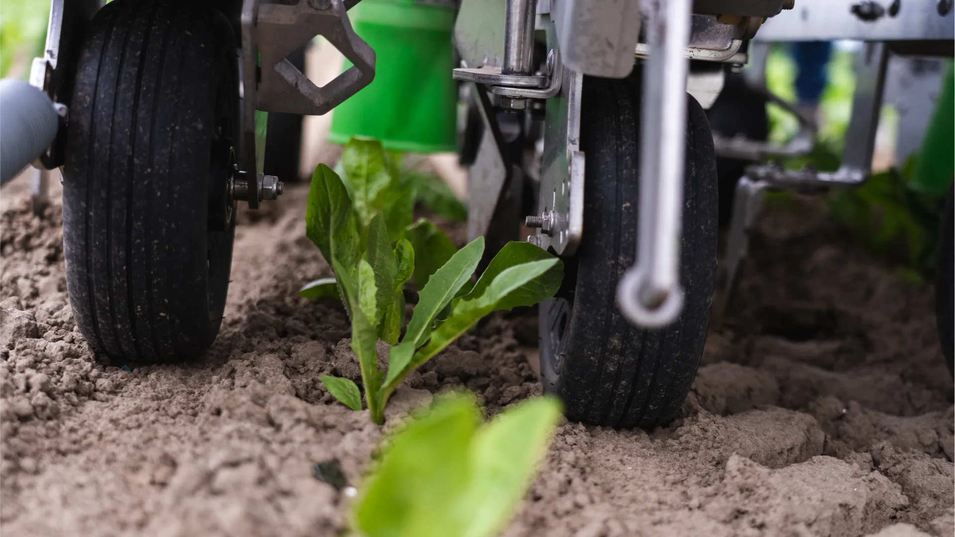 FarmDroid FD20 with visible +Spray system in Chicory field