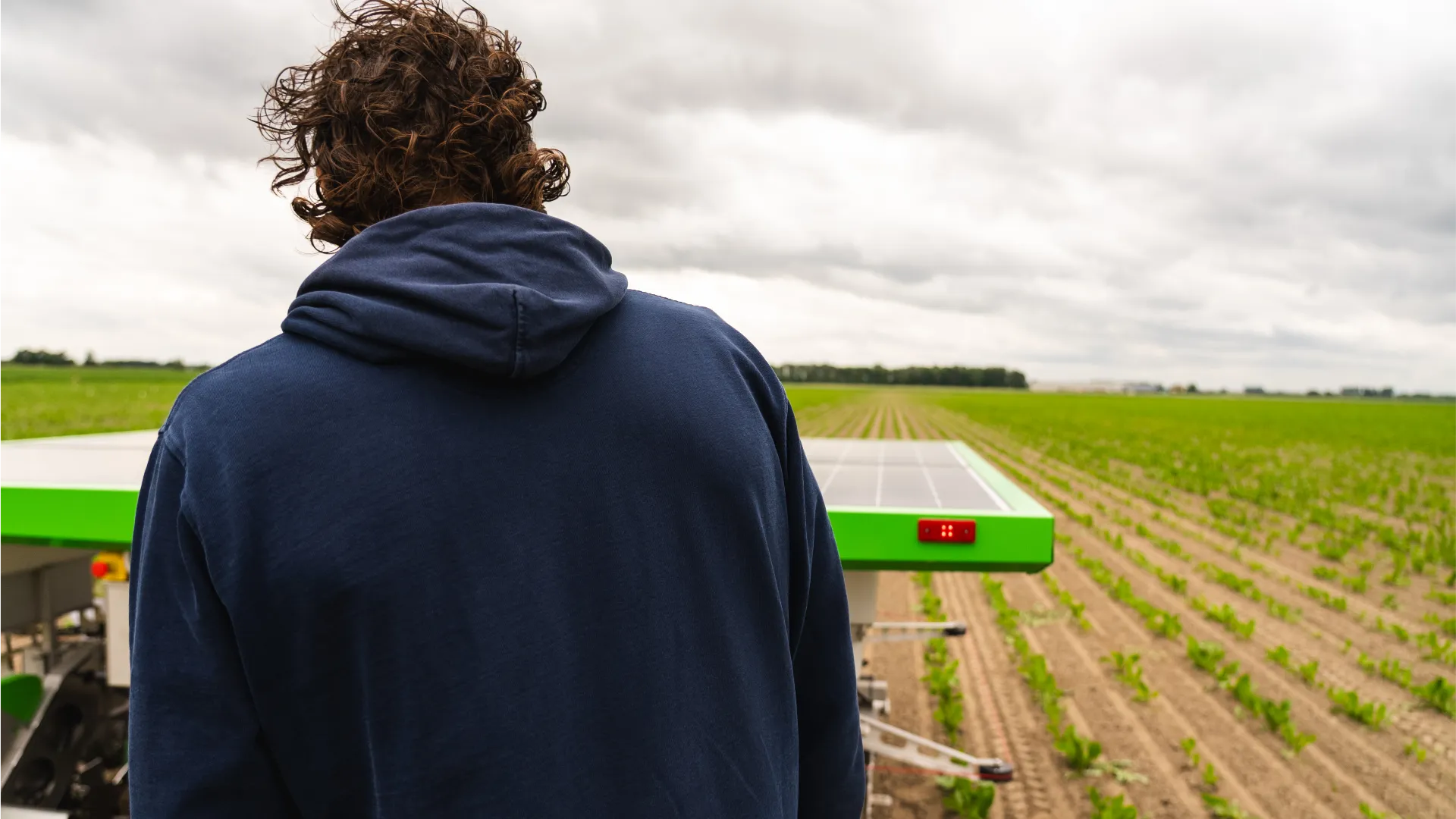 Jack Simons and his FarmDroid on his chicory field