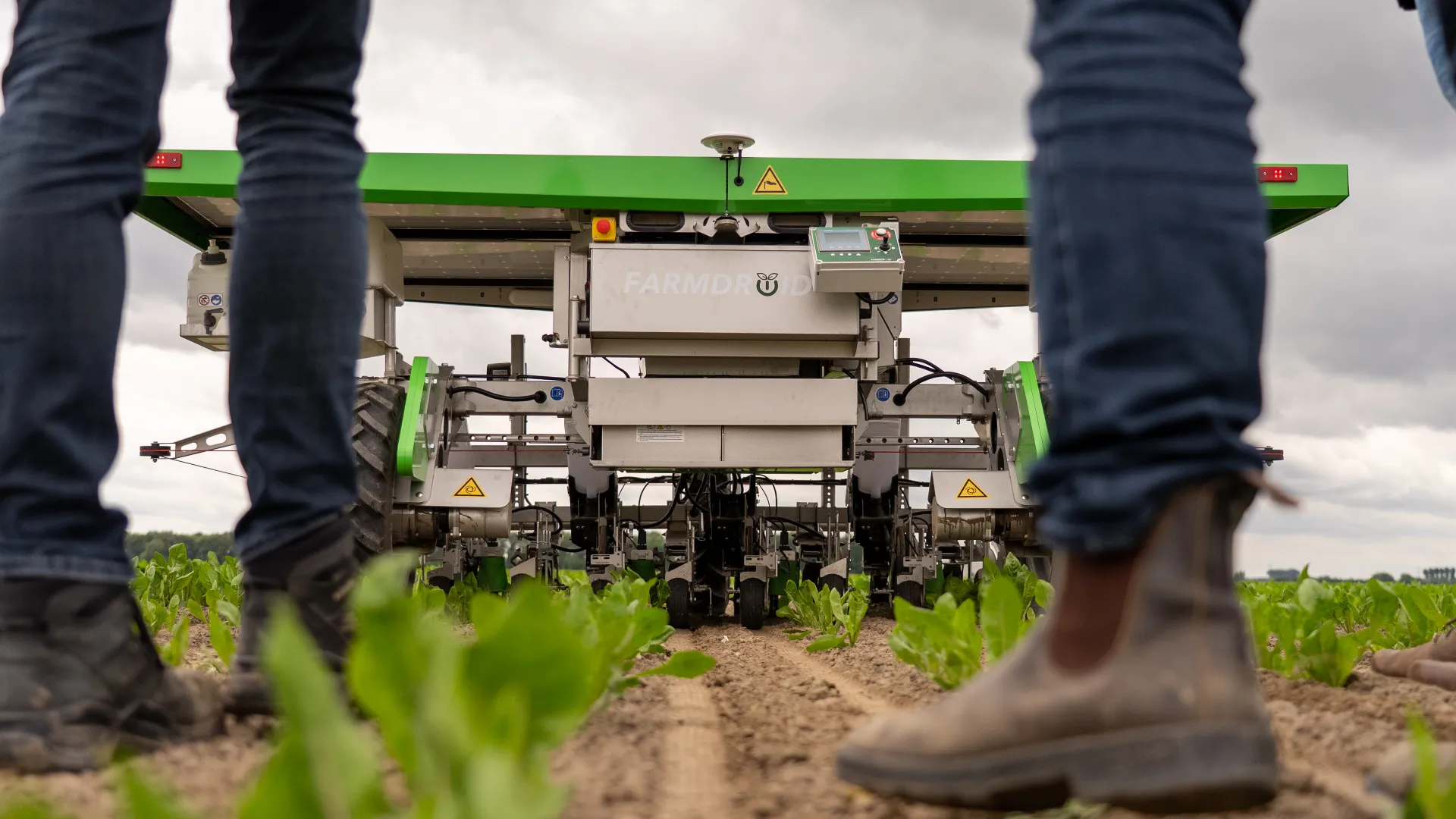 Closeup of boots in a chichory field in the netherlands with a FarmDroid in the background