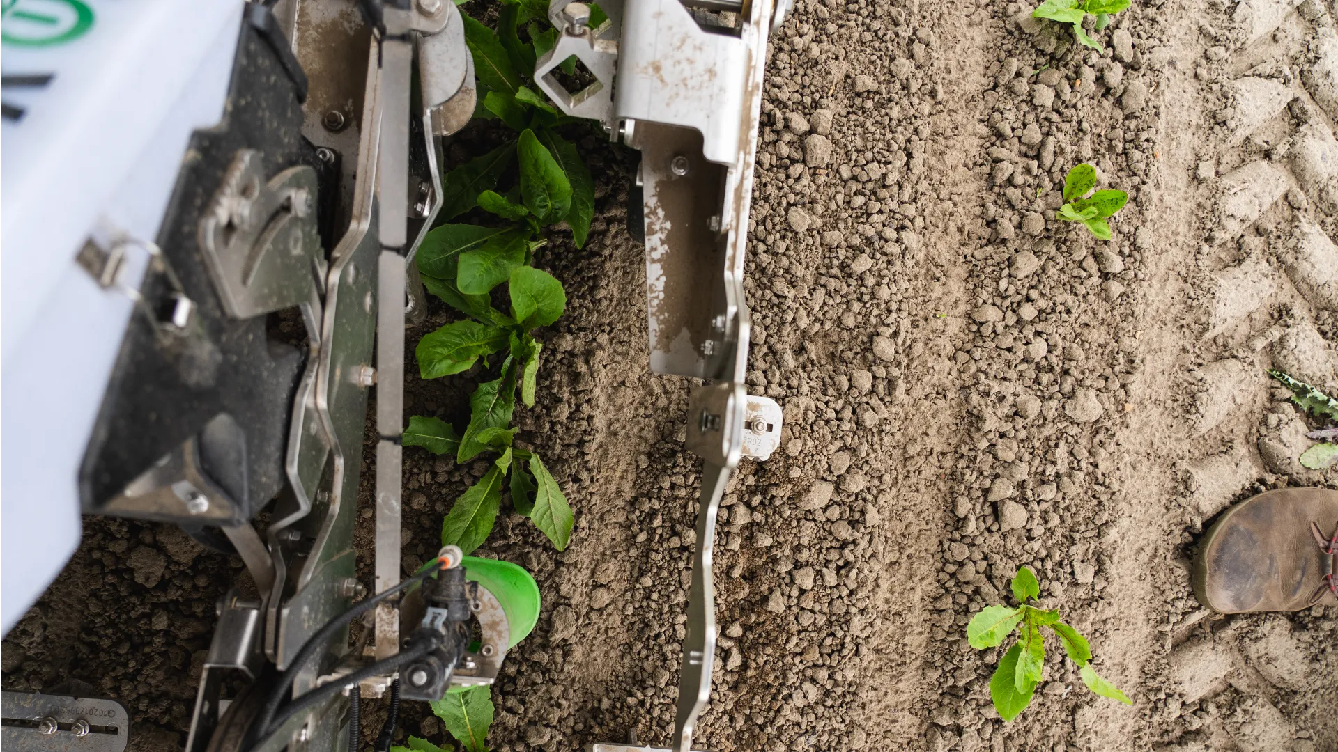 FarmDroid FD20 mechanically removing weeds in chicory crops