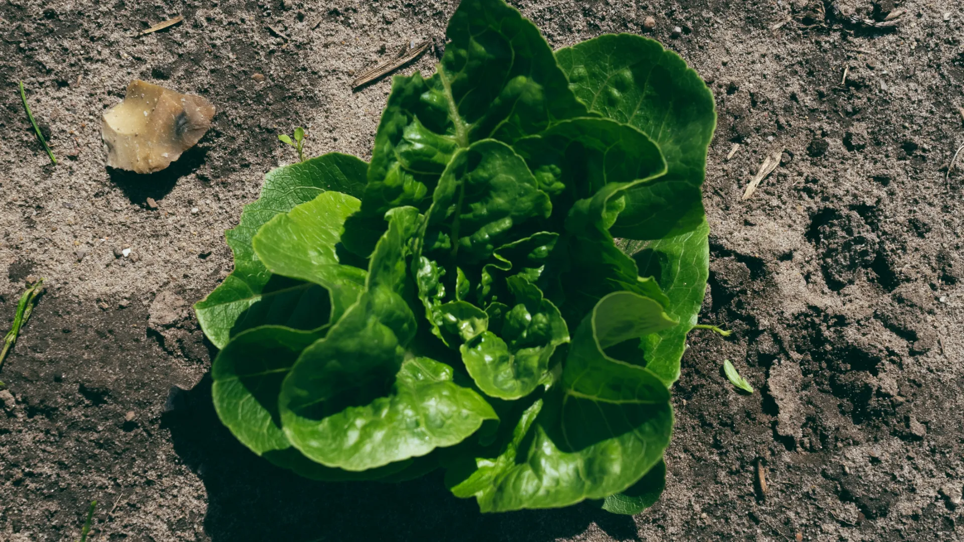 Fresh green head of lettuce growing in a field seeded and kept clean by a FarmDroid