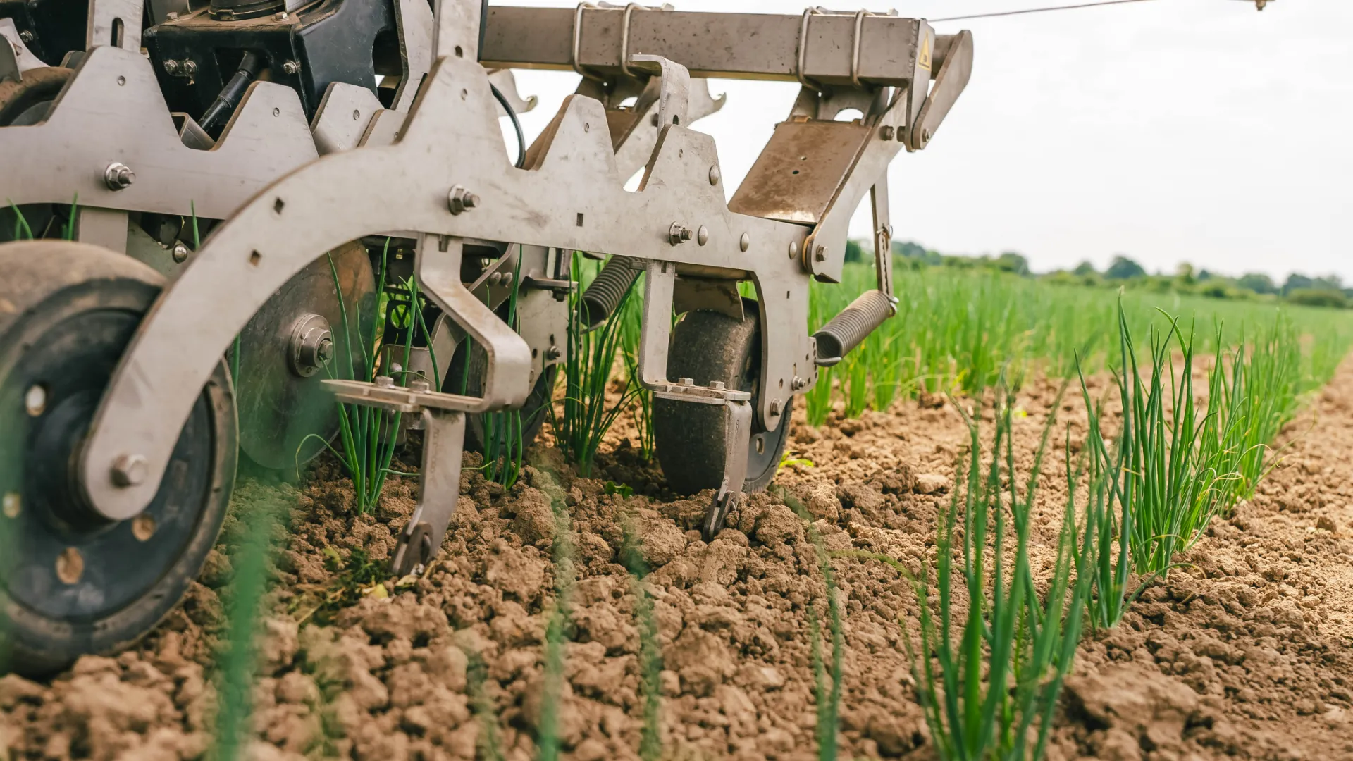 Weeding wire on a FarmDroid FD20 doing inrow weeding in an onion field