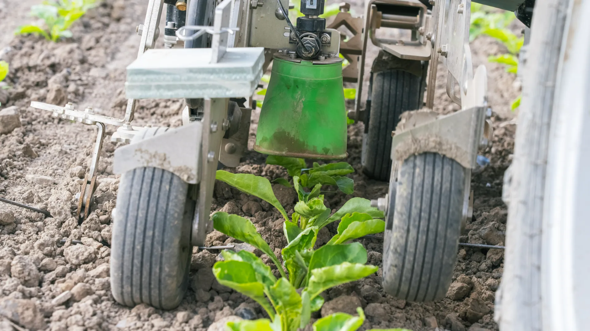 FarmDroid spraying crop protection in sugar beet field