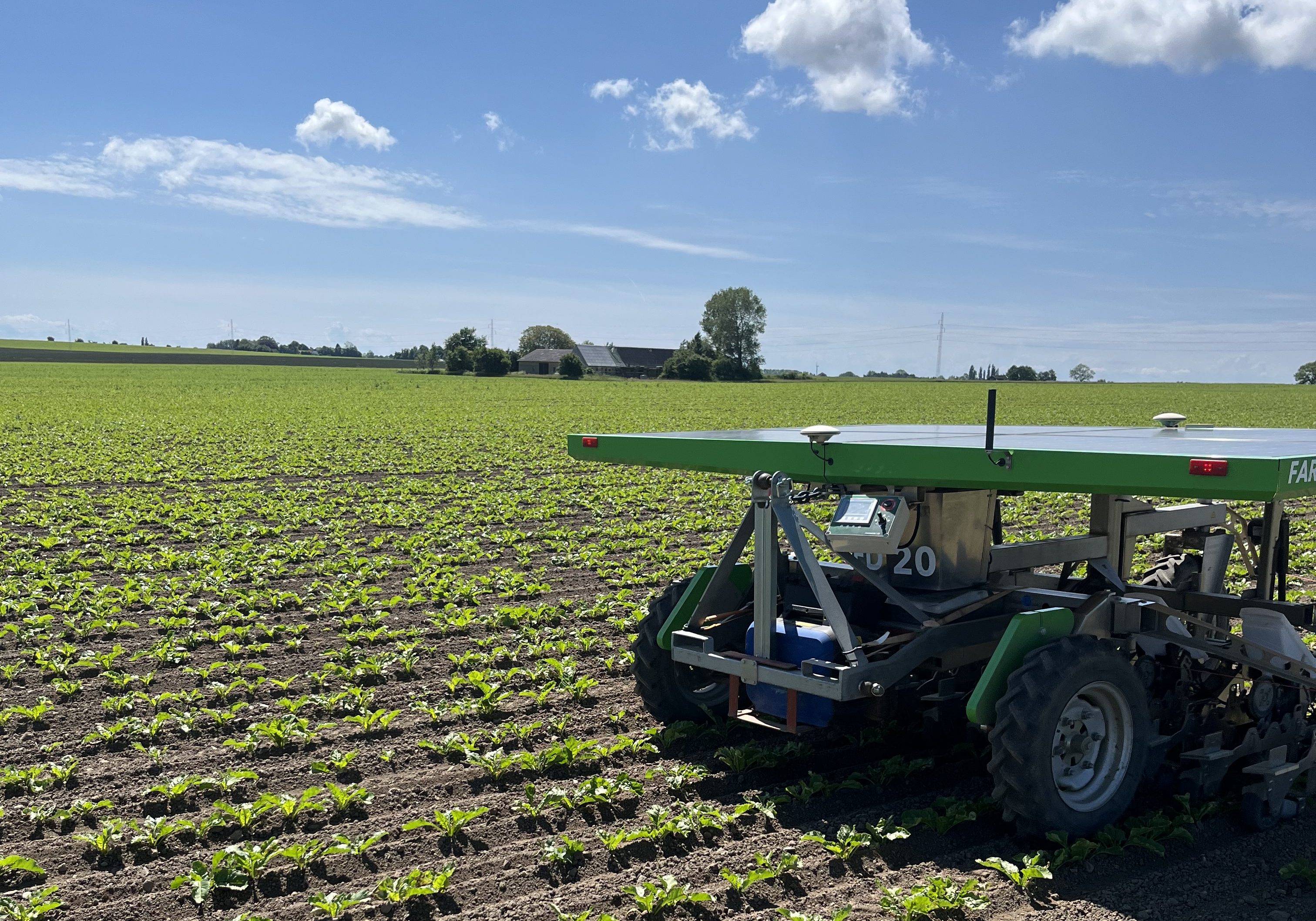 FD20 weeding in a sugar beet field