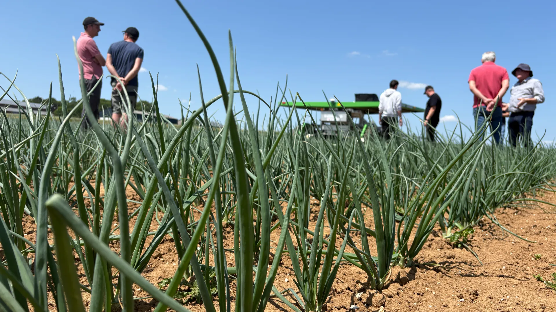 Farmers standing on an organic onion field cultivated with FarmDroid FD20