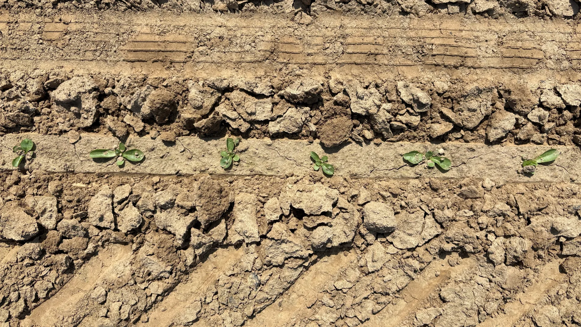 Endive cut free by Combi Tool in soil by FarmDroid FD20
