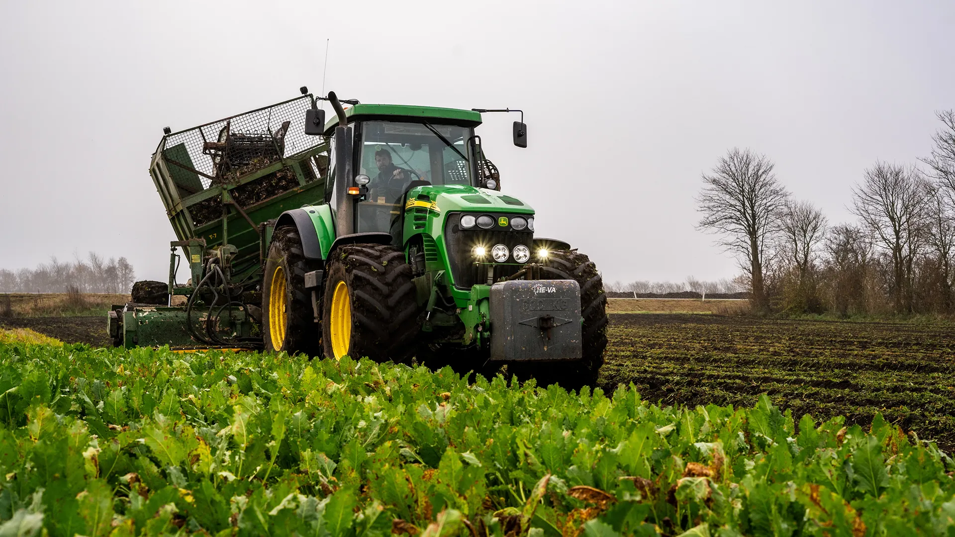 Clean sugar beet canopy with a beet harvester working in the background