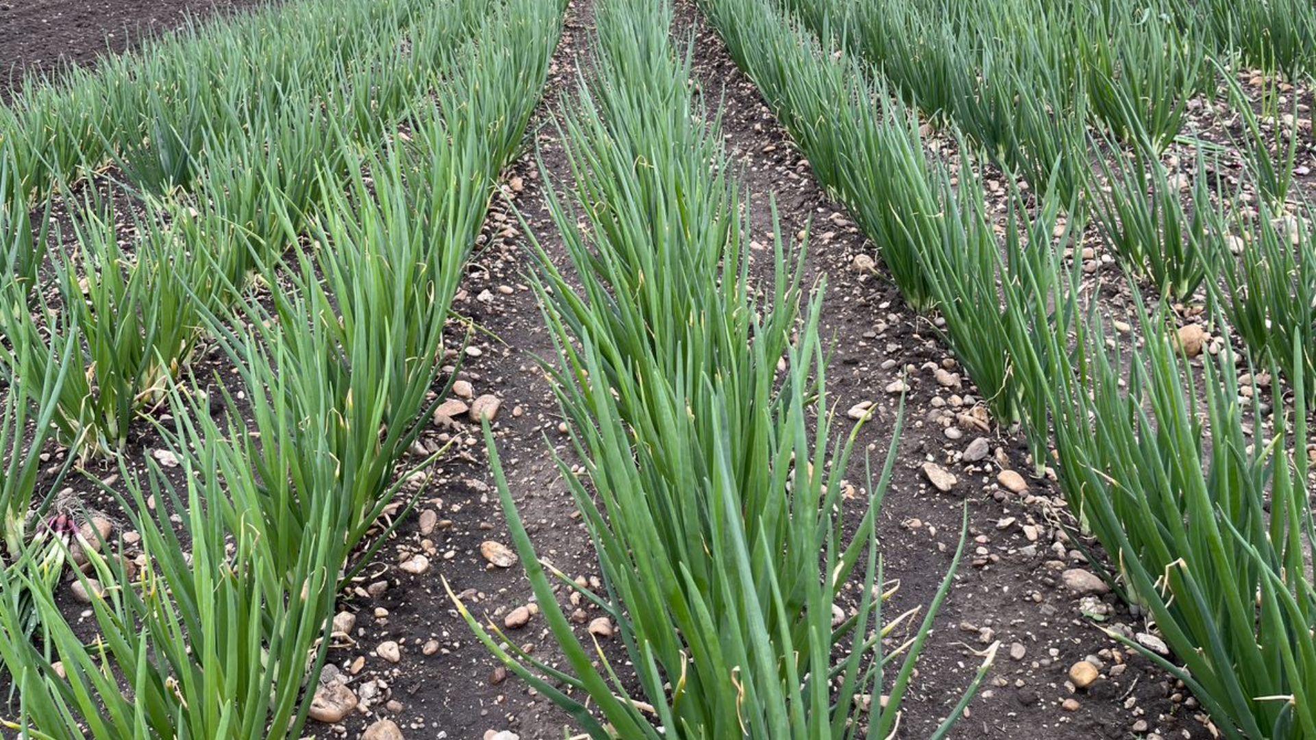 Onions in black soil with small stones that has been seeded and weeded with FarmDroid