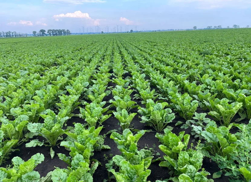 Sugar beet field with big sugar beet and windmills in the background