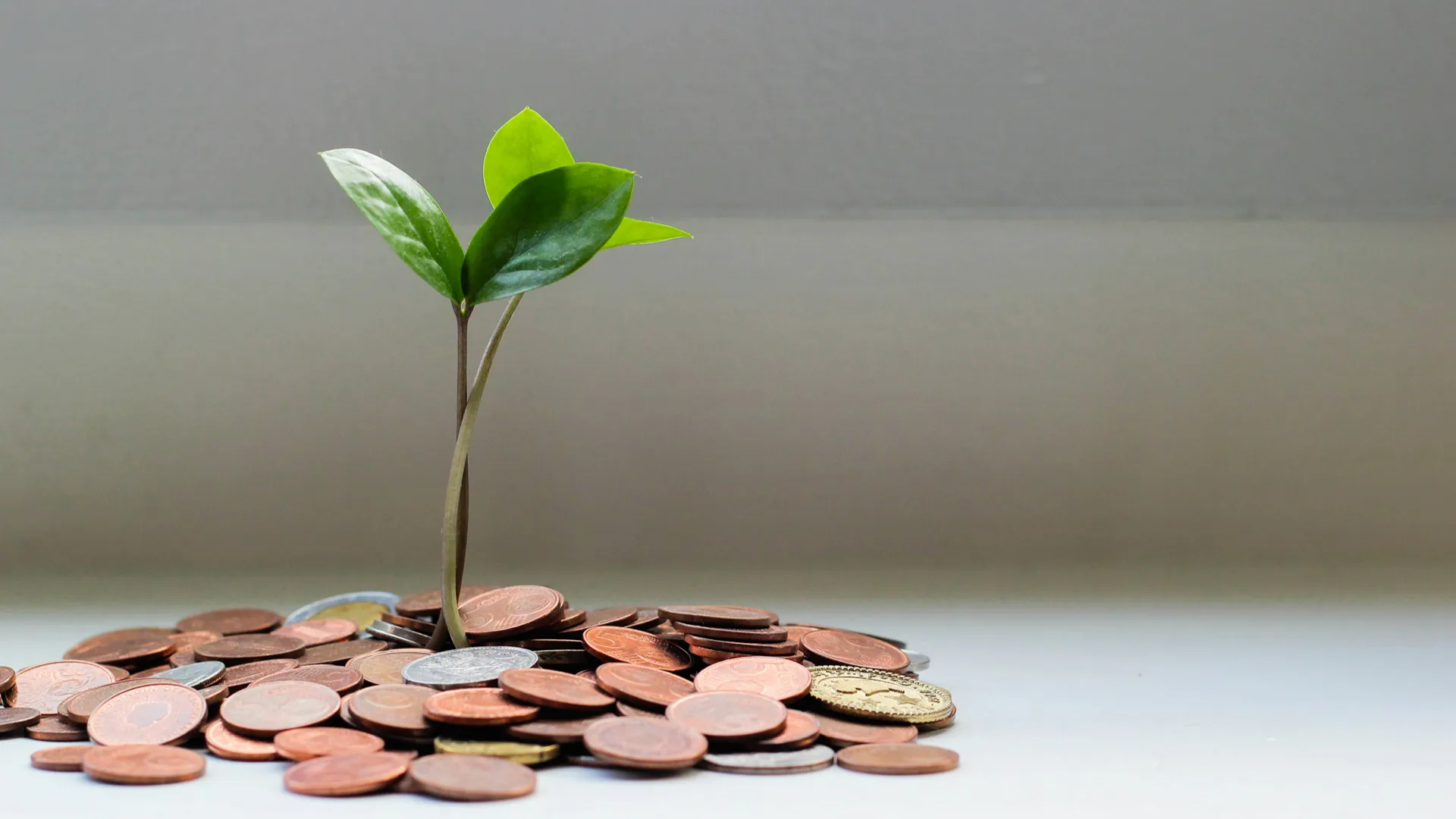 Green seedling sprouting from pile of coins
