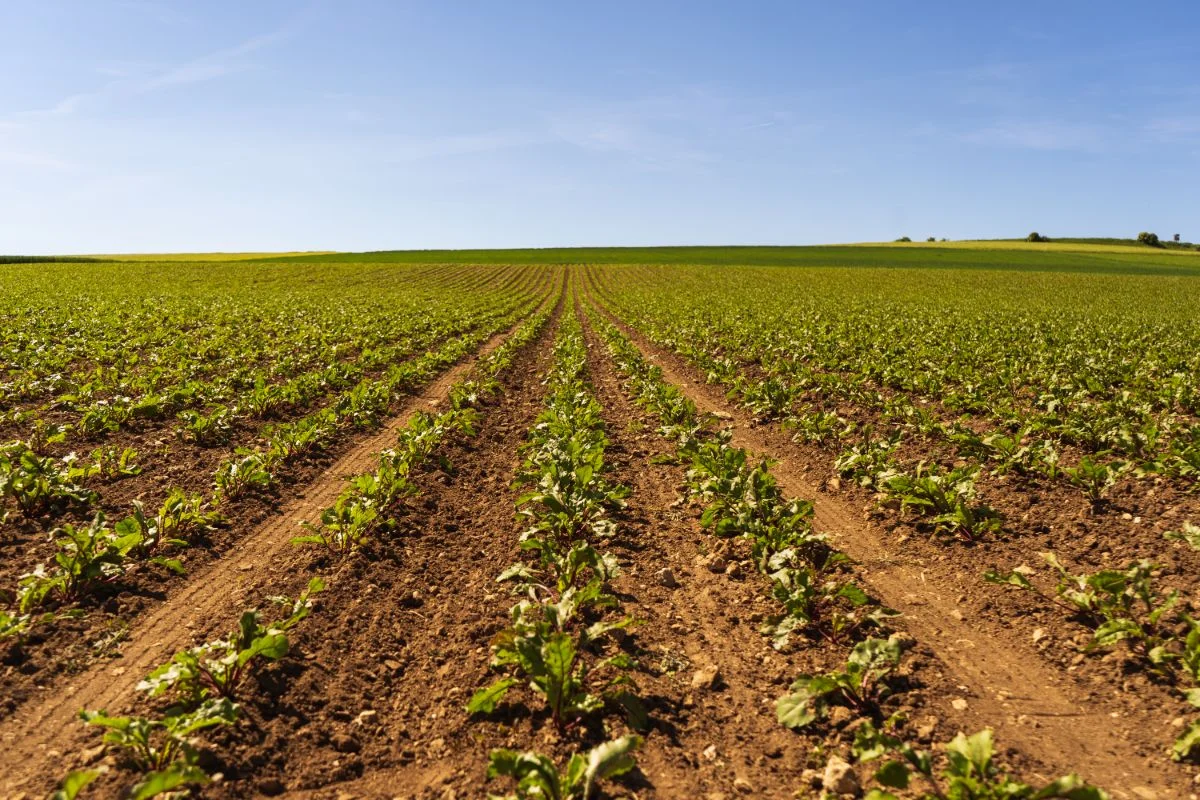 beetroot in line on a field with no weed