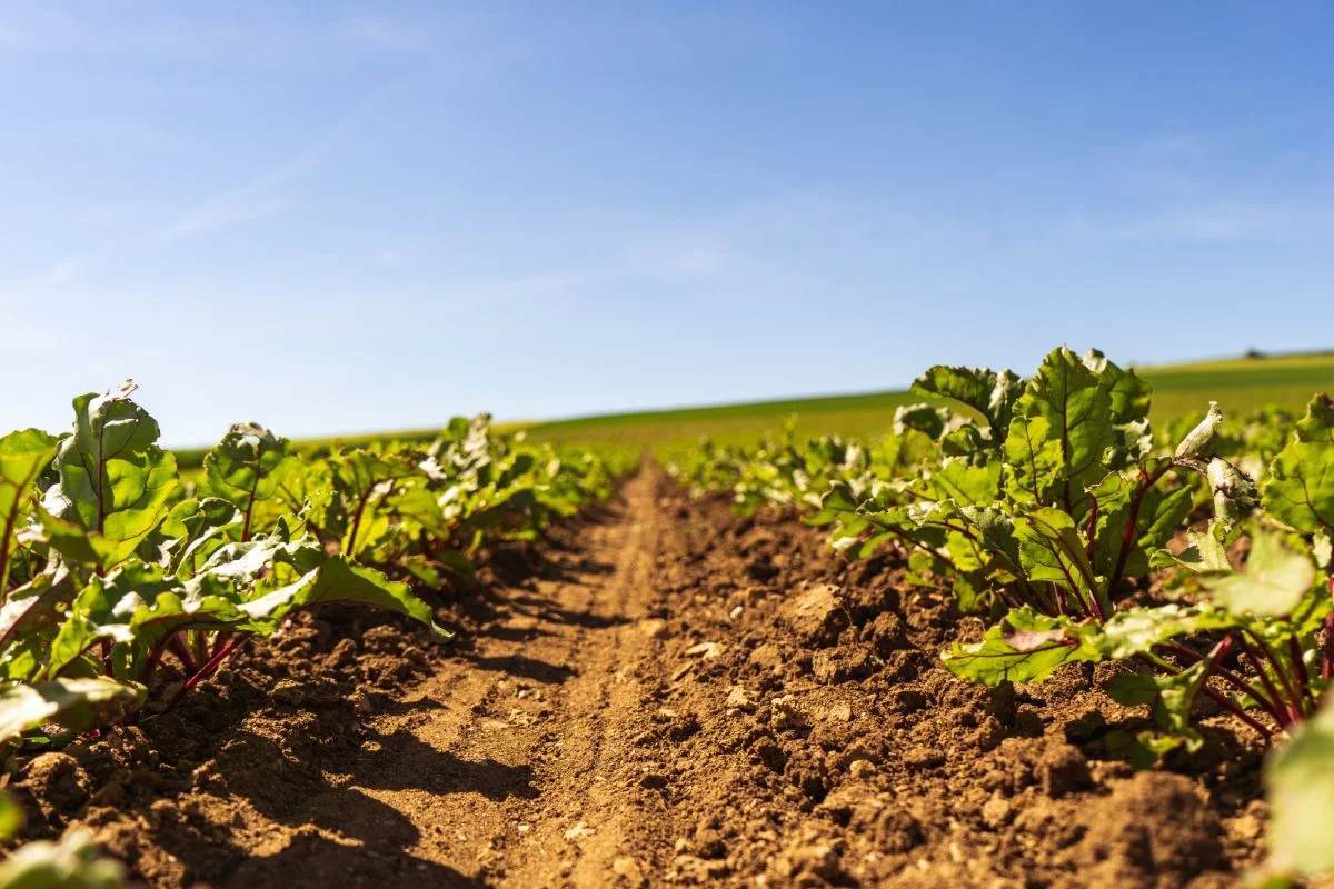 Closeup of beetroot in line on a field with no weed