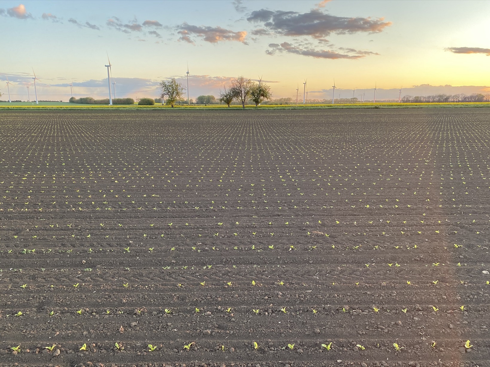Perfect symmetri in sugar beet field that has been seeded and kept clean with a FarmDroid