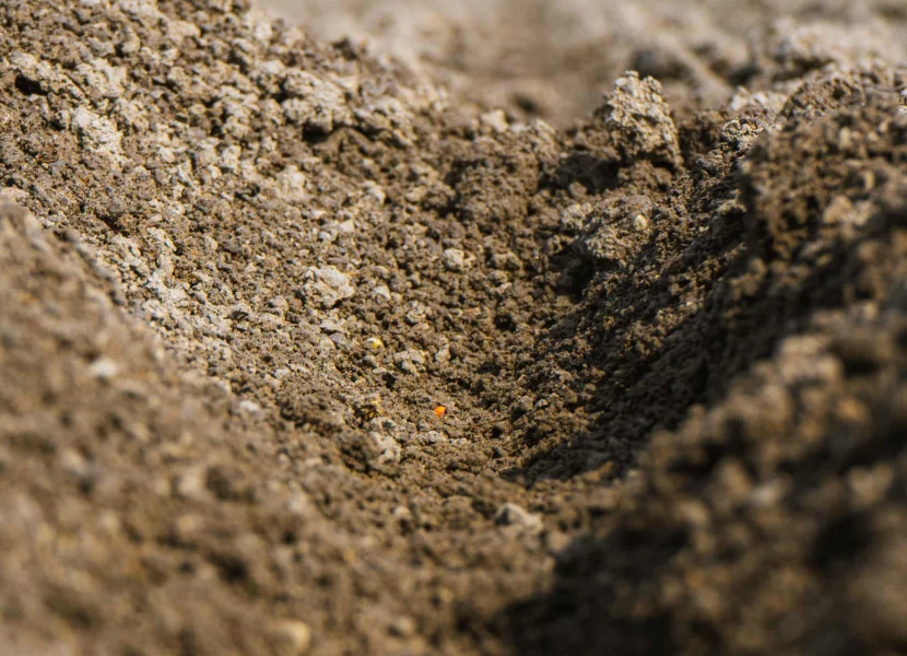 Closeup of seed in black soil