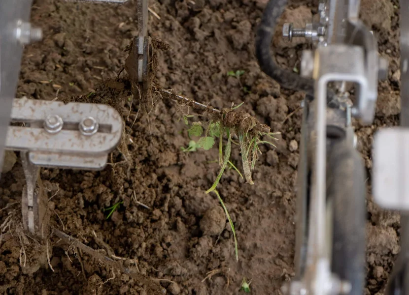 Weeds stuck on weeding wire with black soil below